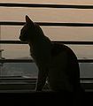 2009년 4월 29일 (수) 13:21 판의 섬네일