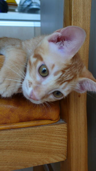 파일:E P1030437.jpg