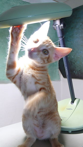 파일:E P1030451.jpg