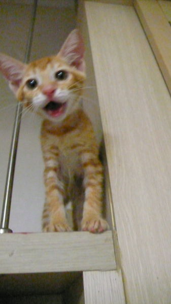 파일:E P1020078.jpg