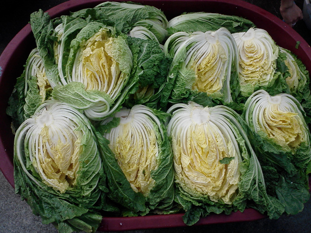 사진111109_003.jpg