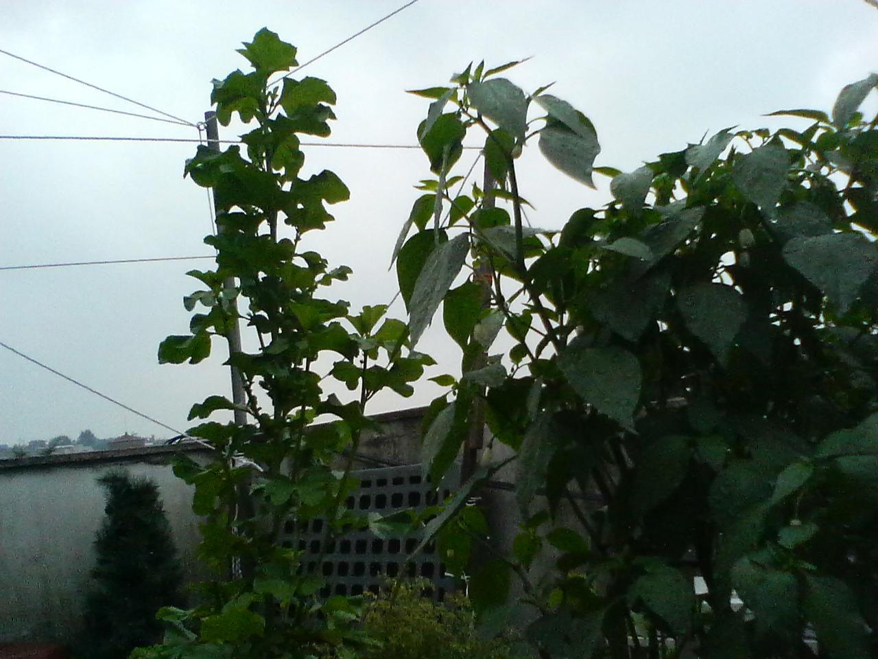 사진100702_2.jpg