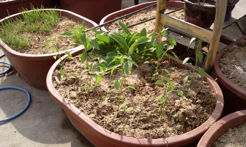2011-04-20 15.57.43.jpg